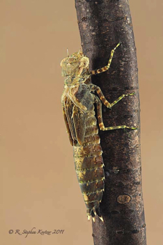 Basiaeschna janata, nymph